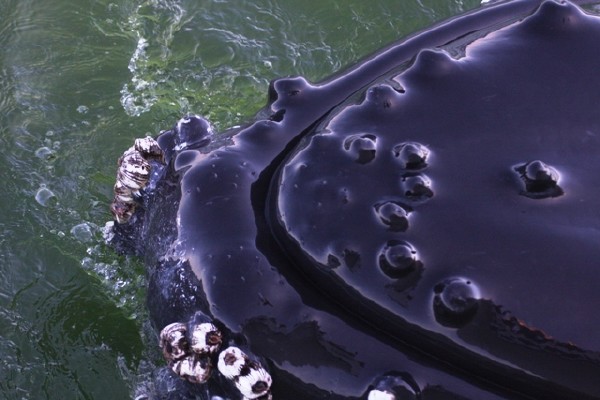 Humpback Whale